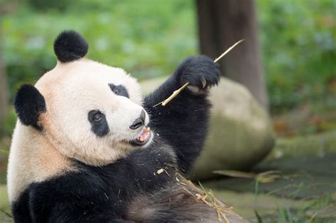 Pandas Endangered Status Today