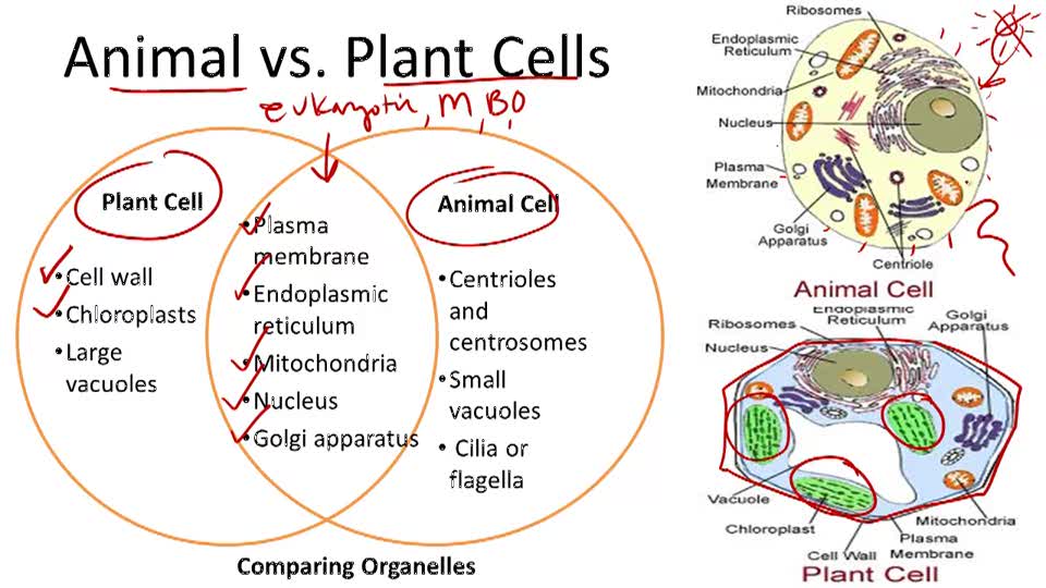 Plant Cells Are Eukaryotic