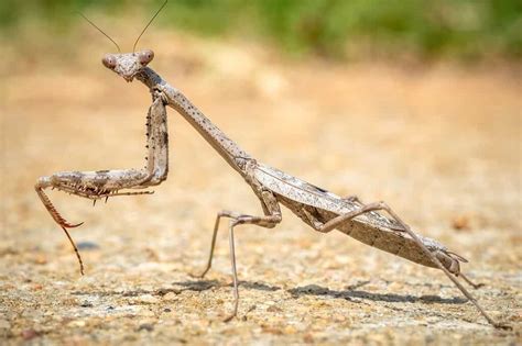 Are Praying Mantis Endangered? Insights into Their Conservation Status