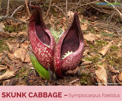 Are Skunk Cabbage Seeds Edible At Jean Shinn Blog