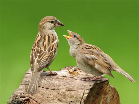 Are There Any Dietary Restrictions For Feeding Baby Sparrows