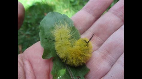 Are Yellow Fuzzy Caterpillars Poisonous Top 6 Best Answers