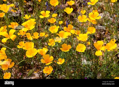 Arizona Poppy Kallstroemia Grandiflora Blooming Near Black Canyon