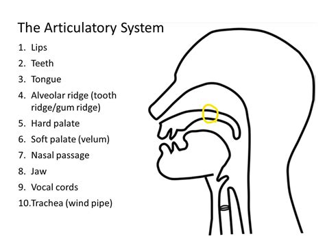 Unlock Articulatory Meaning Secrets Today