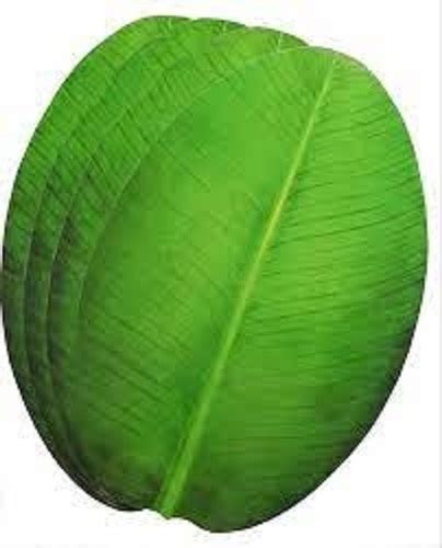 Artificial Paper Banana Leaf At Best Price In Sivakasi Jai Balaji Traders Artificial Paper Banana Leaf At Best Price In Sivakasi Jai Balaji Traders