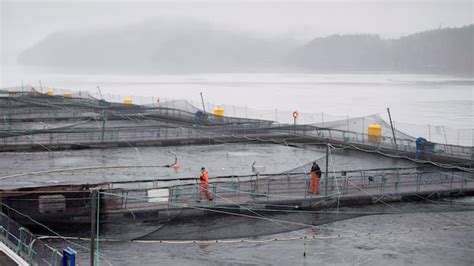 At Least 10 Fish Farms To Be Shut Down To Protect Wild Salmon From
