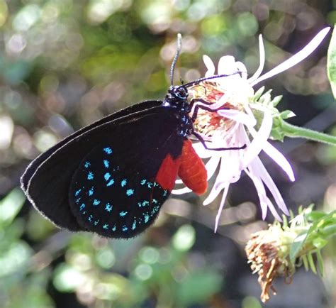 Atala Hairstreak Butterfly Florida Wildlife Federation Atala Hairstreak Butterfly Florida Wildlife Federation