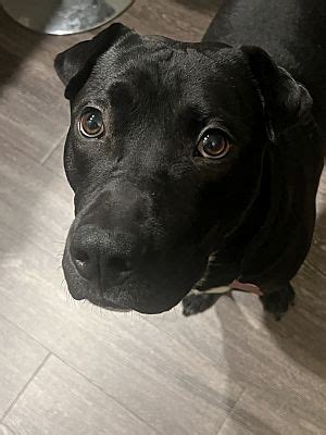 Atlanta Ga Labrador Retriever Meet Jolly Roger A Pet For Adoption