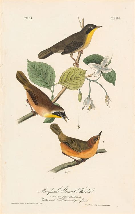 Audubon Octavo Pl 102 Maryland Ground Warbler By Oppenheimer Audubon Octavo Pl 102 Maryland Ground Warbler By Oppenheimer