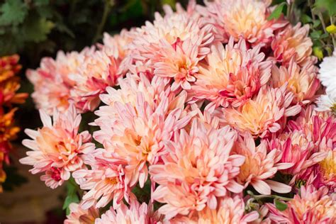 Beautiful Autumn Mums: Tips for Blooming Colorful Displays