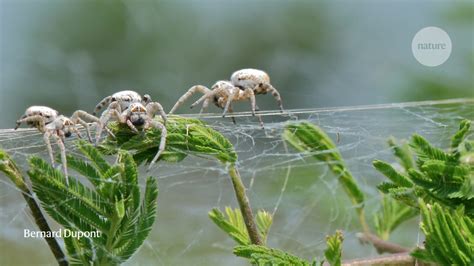 Avalanche Of Spider Paper Retractions Shakes Behavioural Ecology Community