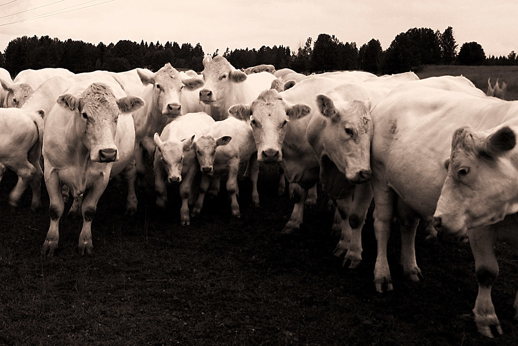 5 Average Cow Weights