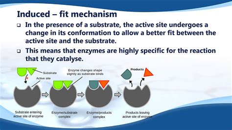 B 7 5 Induced Fit Mechanism Youtube B 7 5 Induced Fit Mechanism Youtube