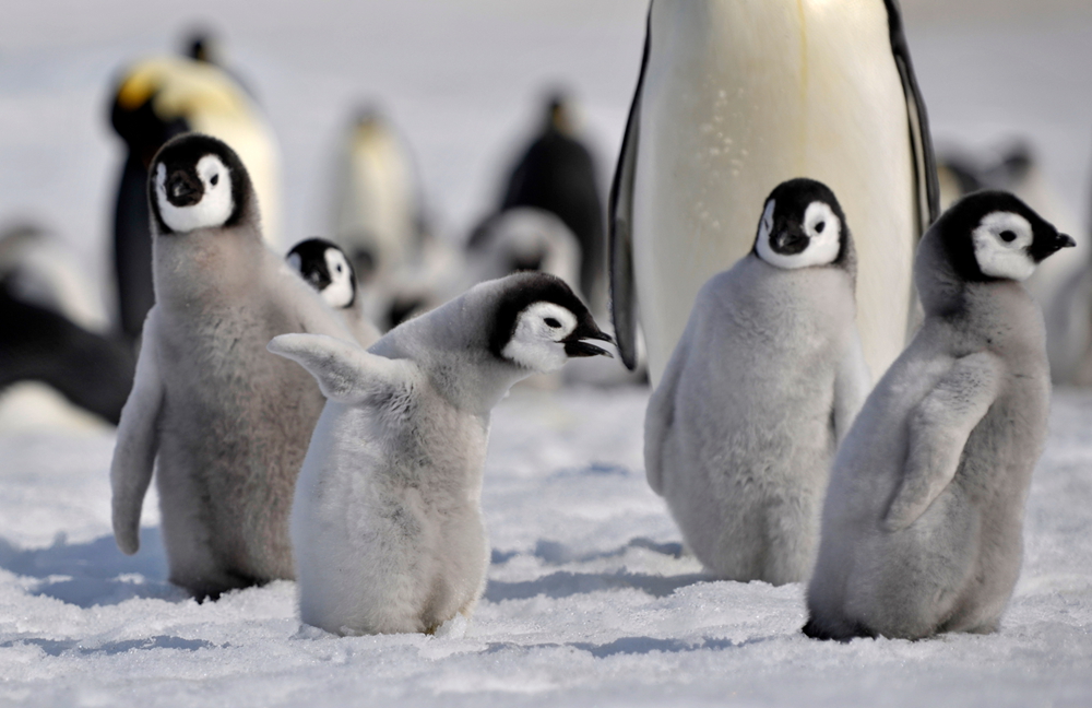 Baby Emperor Penguin By Laogephoto On Deviantart