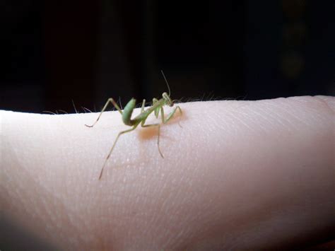 Baby Praying Mantis Facts