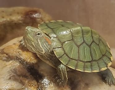 Baby Red Eared Slider Care Diet Tank Habitat Turtleholic