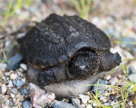 5 Tips Baby Snapping Turtle Care