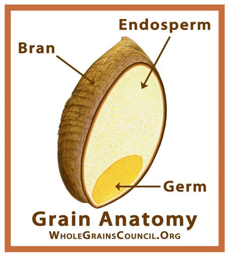 Backtograinbasics Whole Grains Good In Every Grain