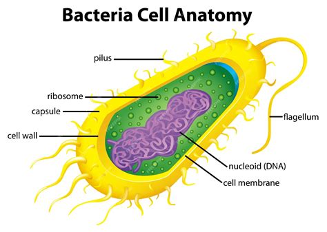 5 Bacteria Cell Parts
