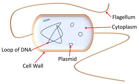 Bacteria Key Stage Wiki
