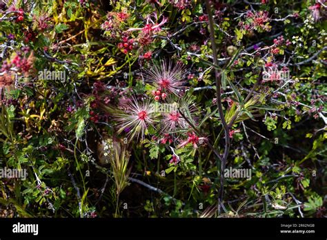 Baja Fairy Duster Calliandra Californica Blooming Near Black Canyon