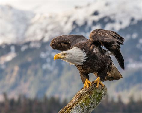 Bald Eagle Flight Wallpaper Hd Birds Wallpapers 4K Wallpapers Images