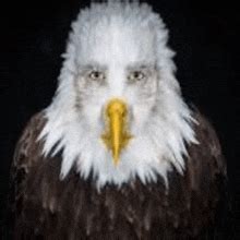 Hilarious Bald Eagle Meme Ideas to Brighten Your Day