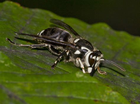 Bald Faced Hornet Facts
