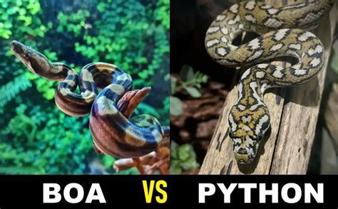 Ball Python Vs Boa Constrictor Fight Comparison Who Will Win