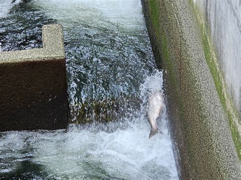 Ballard Locks Dirona Around The World