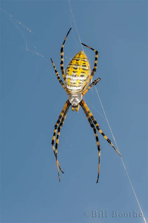 Banded Garden Spider Spiders And Kin Nature In Focus
