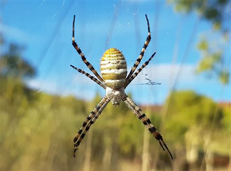 5 Banded Spider Facts