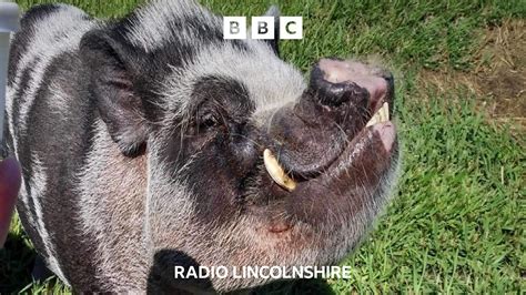 Bbc Radio Lincolnshire Bbc Radio Lincolnshire Can Pigs Fly The Bbc Radio Lincolnshire Bbc Radio Lincolnshire Can Pigs Fly The