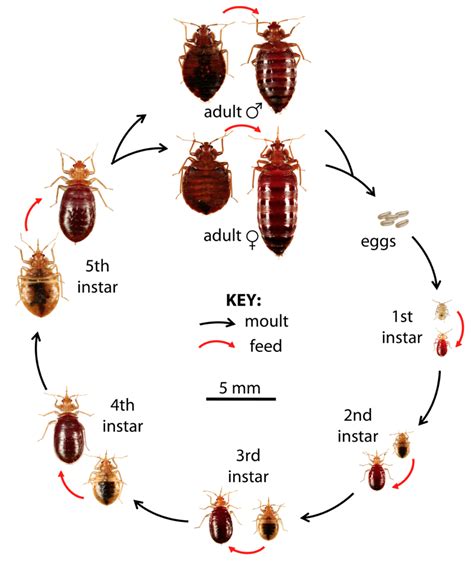 Bed Bug Reproduction