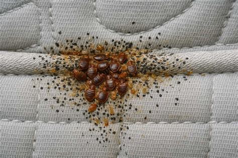 Bed Bugs How To Get Rid Of Them