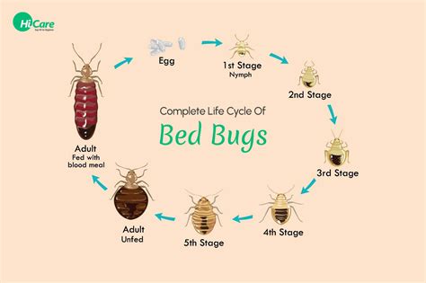 Bed Bugs