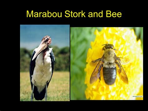 5 Bee Stork Facts