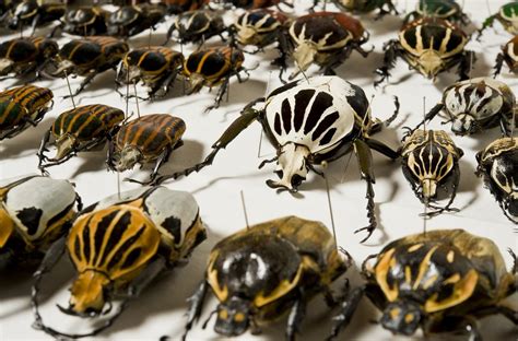 Beetles Order Coleoptera The Australian Museum