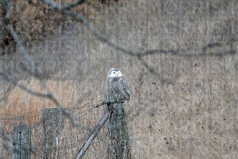 Beloved Snowy Owl Found Dead In New Glarus Monroe Times Beloved Snowy Owl Found Dead In New Glarus Monroe Times