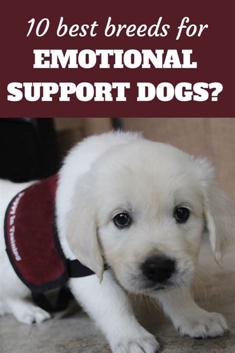 Best Emotional Support Dogs