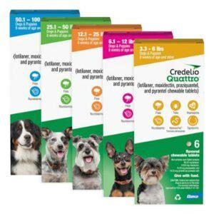 Best Flea Medicine For Dogs Vet Approved Options Great Pet Care
