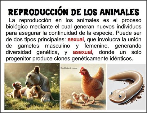 Bi Logo De La Reproducci N Qu Es Y C Mo Puede Ayudarte Bi Logo De La Reproducci N Qu Es Y C Mo Puede Ayudarte