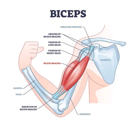 5 Biceps Facts