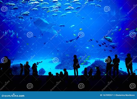 Biggest Aquarium In The World Atlanta Georgia Stock Image Image Of Extreme Depth 16709557