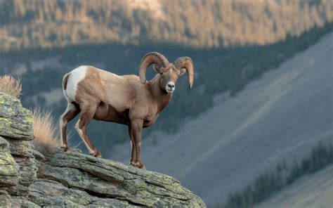 Bighorn Sheep Montana Field Guide