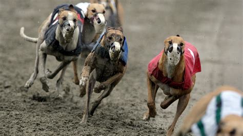 Bill Introduced That Would Halt Wv S Greyhound Racing Bill Introduced That Would Halt Wv S Greyhound Racing
