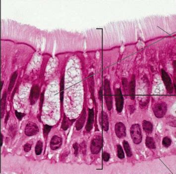 Bio Lab Test 1 Pseudostratified Ciliated Columnar Epithelium Diagram
