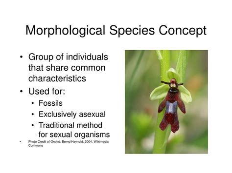 Biological Species Concept Morphological Species Chegg Com
