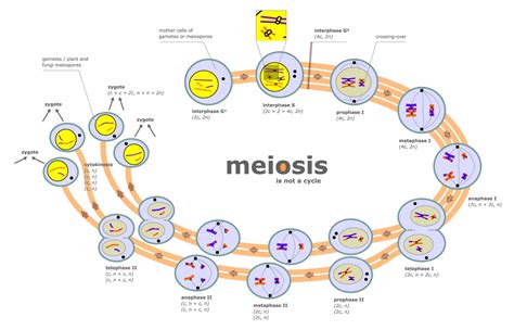 Biology 11 Topic 13 Cell Cycle Dna Replication Mitosis And Meiosis Biology 11 Topic 13 Cell Cycle Dna Replication Mitosis And Meiosis