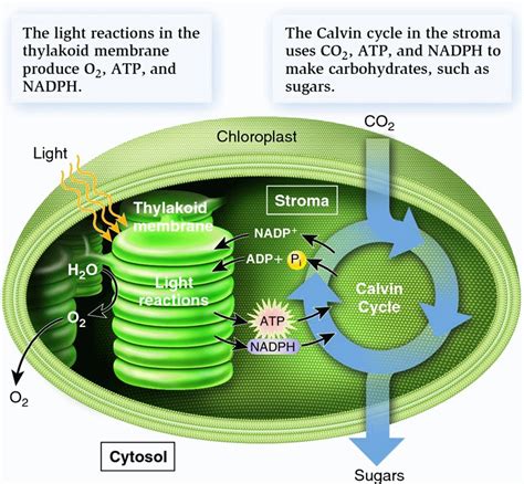 Biology 2E The Cell Photosynthesis Using Light Energy To Make